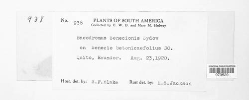 Baeodromus senecionis image